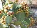 gal/Vacances/Tourrettes_a_visiter_sans_moderation/_thb_Grasse2007 210.jpg